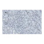 Merck Anti-Histone H4 Antibody, clone 5J18, ZooMAb Rabbit Monoclonal