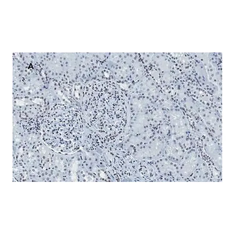 Merck Anti-Histone H4 Antibody, clone 5J18, ZooMAb Rabbit Monoclonal