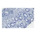 Merck Anti-TATA Binding Protein Antibody, clone 5J13, ZooMAb Rabbit Monoclonal