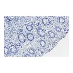 Merck Anti-C-EBP beta Antibody, clone 8G18, ZooMAb Rabbit Monoclonal
