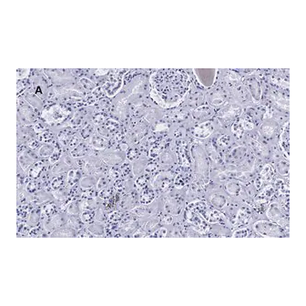 Merck Anti-HSP60 Antibody, clone 1N3, ZooMAb Rabbit Monoclonal