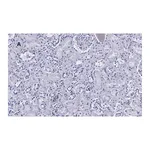 Merck Anti-HSP60 Antibody, clone 1N3, ZooMAb Rabbit Monoclonal