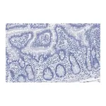 Merck Anti-Caspase-1 (p20) Antibody, clone 2G4 , ZooMAb Rabbit Monoclonal