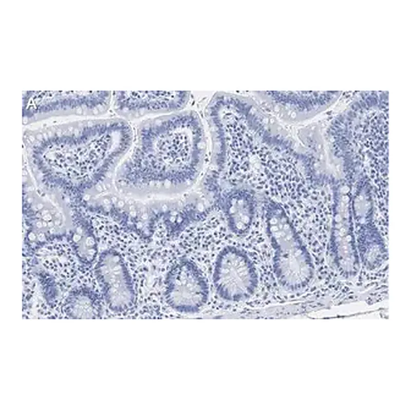 Merck Anti-Caspase-1 (p20) Antibody, clone 2G4 , ZooMAb Rabbit Monoclonal