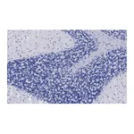 Merck Anti-VGLUT2 Antibody, clone 3C2, ZooMAb Rabbit Monoclonal