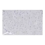 Merck Anti-alpha Actinin 2 Antibody, clone 1E11, ZooMAb Rabbit Monoclonal