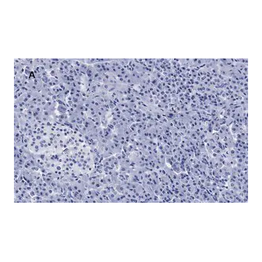 Merck Anti-S6 Ribosomal Protein Antibody, clone 1E9, ZooMAb Rabbit Monoclonal