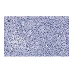 Merck Anti-S6 Ribosomal Protein Antibody, clone 1E9, ZooMAb Rabbit Monoclonal