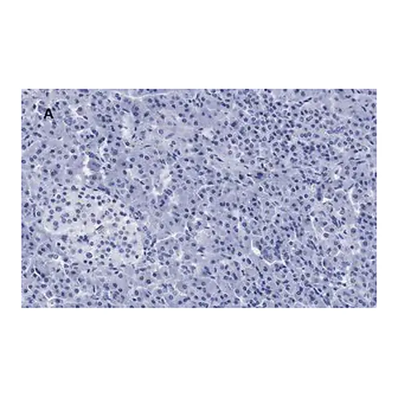 Merck Anti-S6 Ribosomal Protein Antibody, clone 1E9, ZooMAb Rabbit Monoclonal