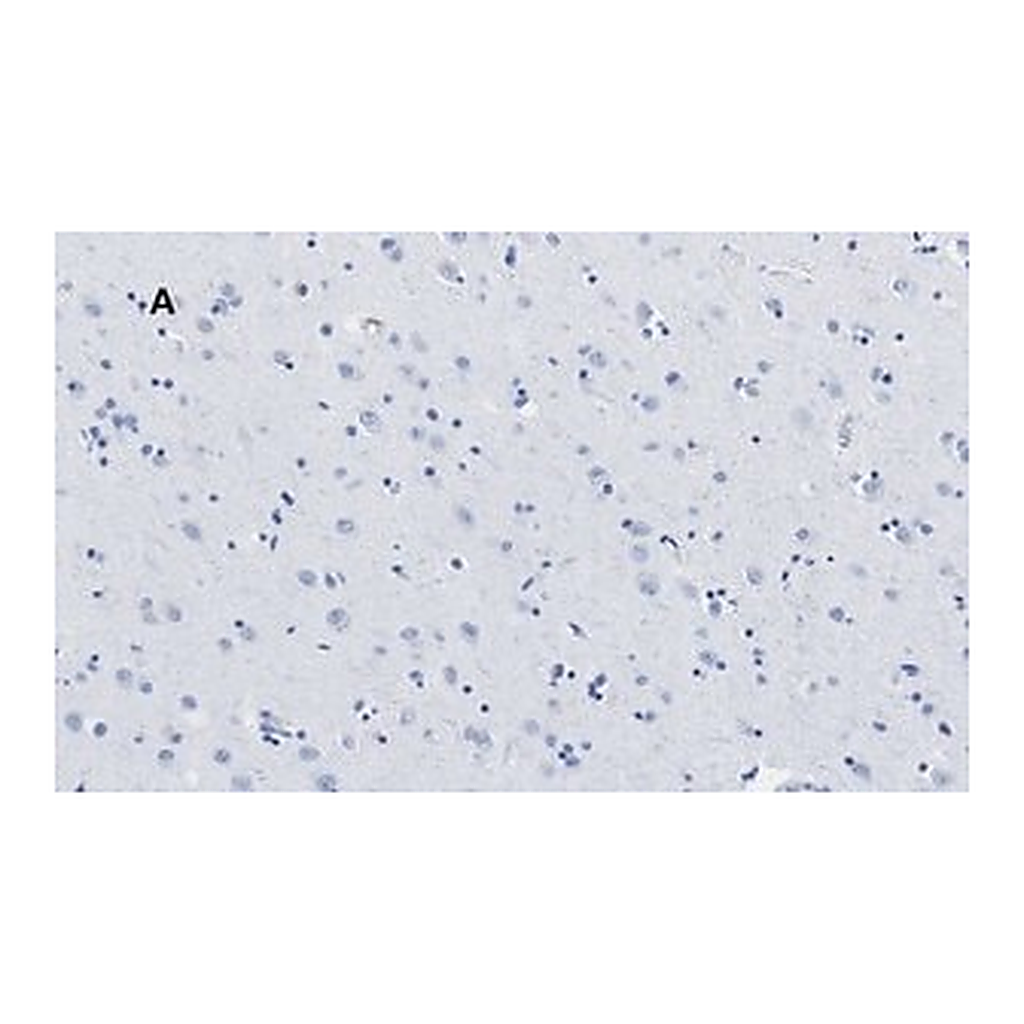 Merck Anti-APP Antibody, clone 5D16, ZooMAb Rabbit Monoclonal