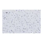 Merck Anti-APP Antibody, clone 5D16, ZooMAb Rabbit Monoclonal