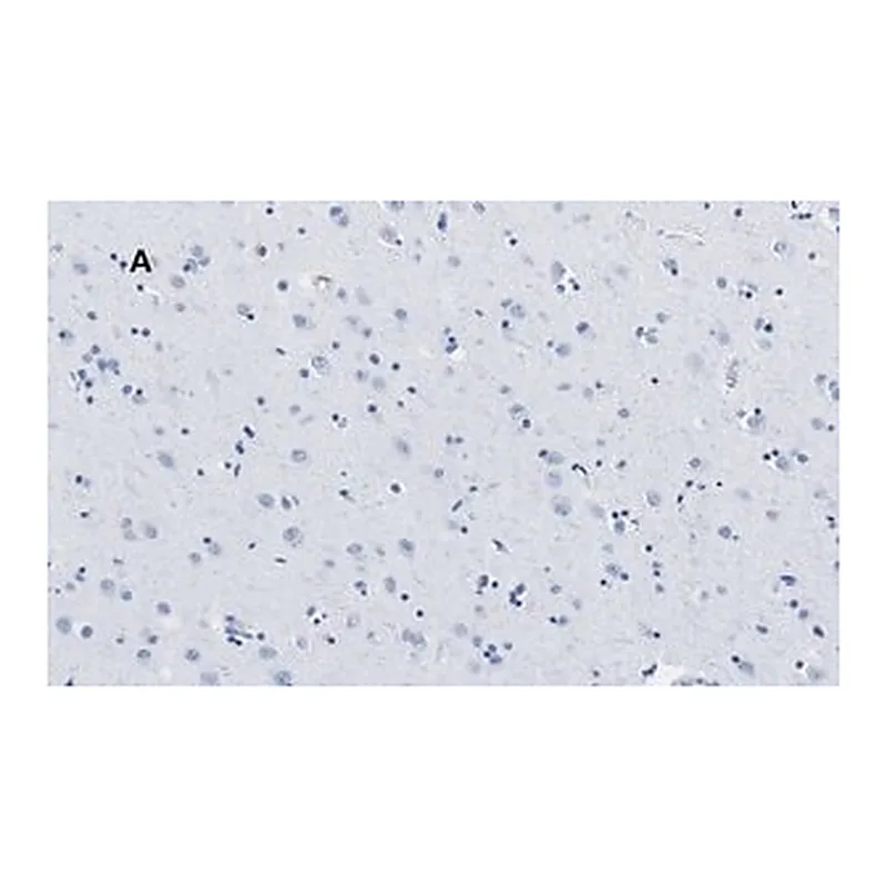 Merck Anti-APP Antibody, clone 5D16, ZooMAb Rabbit Monoclonal