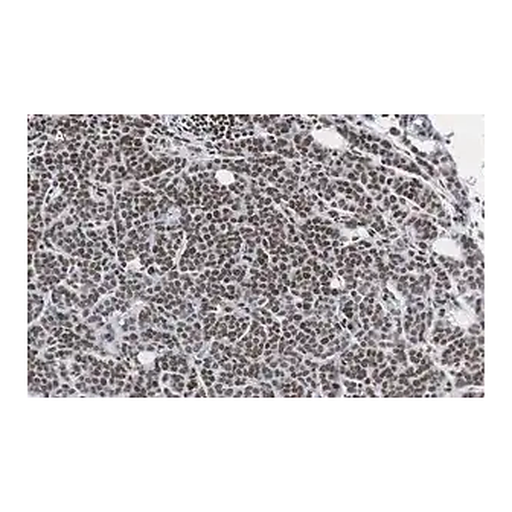 Merck Anti-phospho-IRS1 (Tyr612) Antibody, clone 1N14, ZooMAb Rabbit Monoclonal