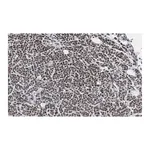 Merck Anti-phospho-IRS1 (Tyr612) Antibody, clone 1N14, ZooMAb Rabbit Monoclonal