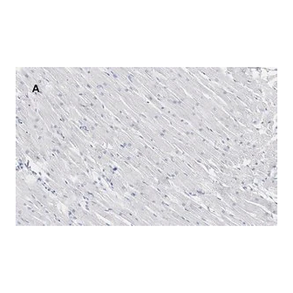 Merck Anti-Connexin 43 Antibody, clone 5H23, ZooMAb Rabbit Monoclonal