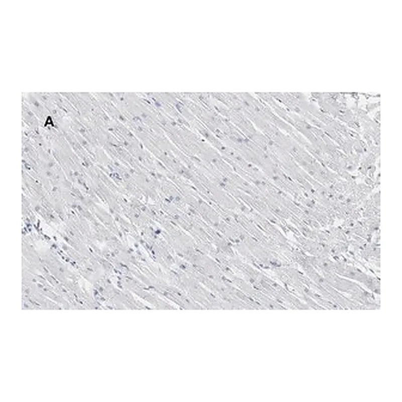 Merck Anti-Connexin 43 Antibody, clone 5H23, ZooMAb Rabbit Monoclonal