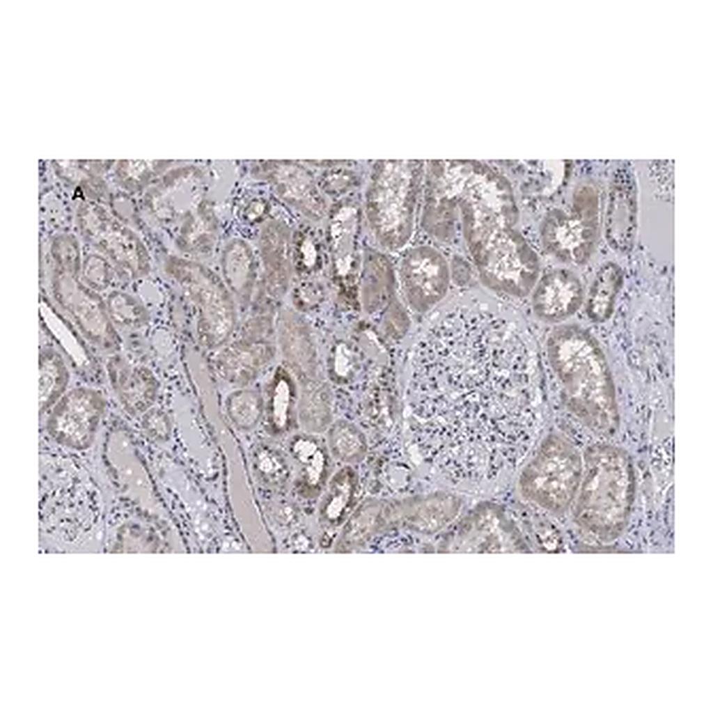 Merck Anti-FADD Antibody, clone 11N7, ZooMAb Rabbit Monoclonal