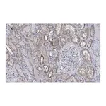 Merck Anti-FADD Antibody, clone 11N7, ZooMAb Rabbit Monoclonal