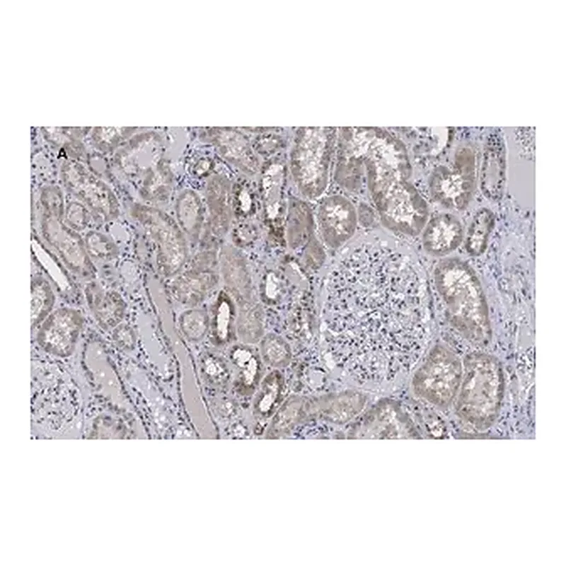 Merck Anti-FADD Antibody, clone 11N7, ZooMAb Rabbit Monoclonal