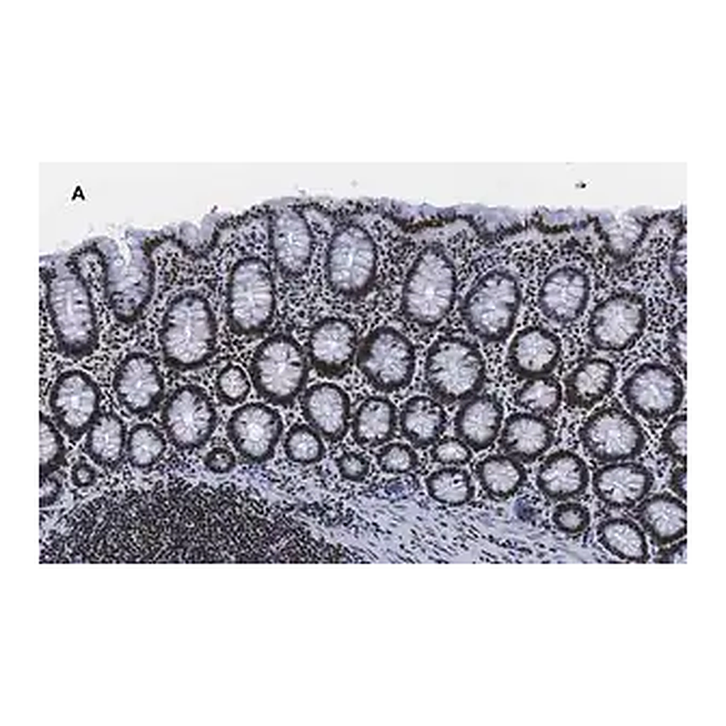 Merck Anti-trimethyl-Histone H3 (Lys4) Antibody, clone MC315, ZooMAb Rabbit Monoclonal