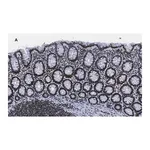 Merck Anti-trimethyl-Histone H3 (Lys4) Antibody, clone MC315, ZooMAb Rabbit Monoclonal