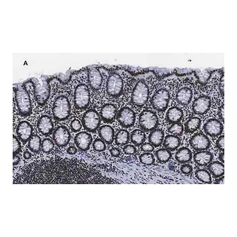 Merck Anti-trimethyl-Histone H3 (Lys4) Antibody, clone MC315, ZooMAb Rabbit Monoclonal
