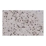 Merck Anti-phospho-GluR1 (Ser831) Antibody, clone N453, ZooMAb Rabbit Monoclonal
