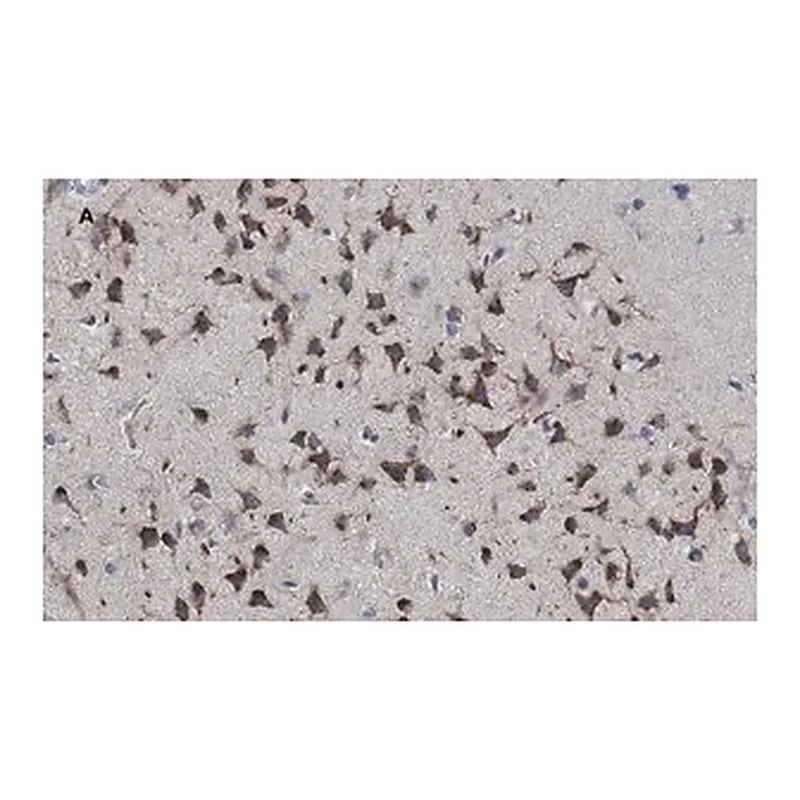 Merck Anti-phospho-GluR1 (Ser831) Antibody, clone N453, ZooMAb Rabbit Monoclonal
