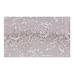 Merck Anti-NMDAR2A Antibody, clone A12W, ZooMAb Rabbit Monoclonal