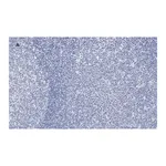 Merck Anti-NF-kB p50/105 Antibody, clone 1N19, ZooMAb Rabbit Monoclonal