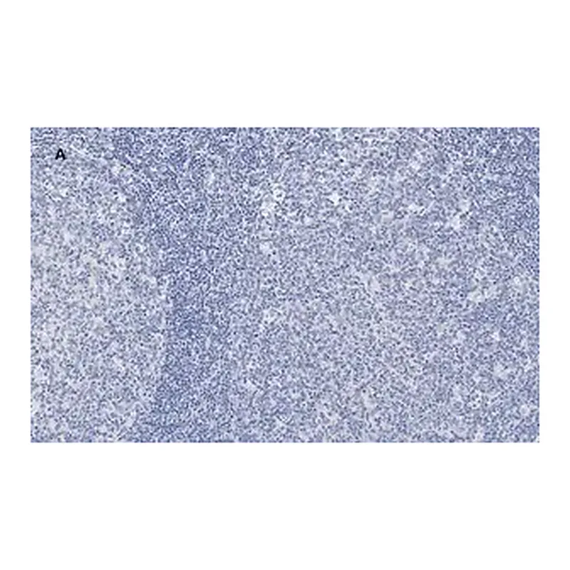 Merck Anti-NF-kB p50/105 Antibody, clone 1N19, ZooMAb Rabbit Monoclonal
