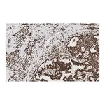 Merck Anti-Acetyl Histone H3 (Lys9 and 14) Antibody, clone 5H20, ZooMAb Rabbit Monoclonal