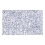 Merck Anti-PLA2R1 Antibody, clone 1D5, ZooMAb Rabbit Monoclonal