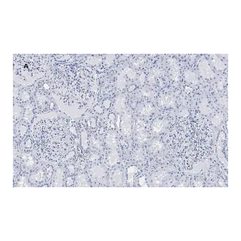 Merck Anti-PLA2R1 Antibody, clone 1D5, ZooMAb Rabbit Monoclonal