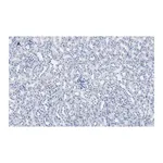 Merck Anti-Calbindin D-28K clone 1A11 Antibody, ZooMAb Rabbit Monoclonal