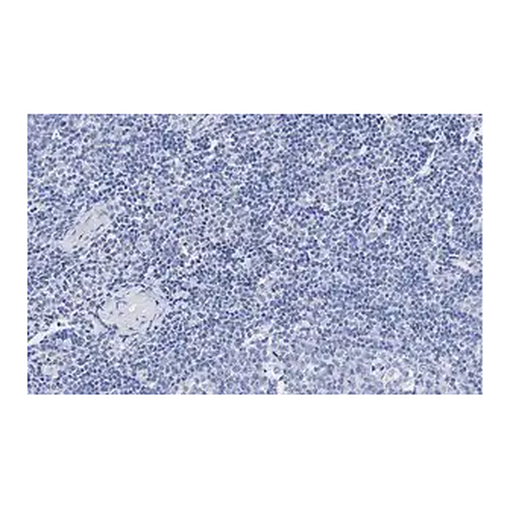Merck Anti-vWF Antibody, clone 1B21, ZooMAb Rabbit Monoclonal