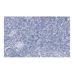Merck Anti-vWF Antibody, clone 1B21, ZooMAb Rabbit Monoclonal