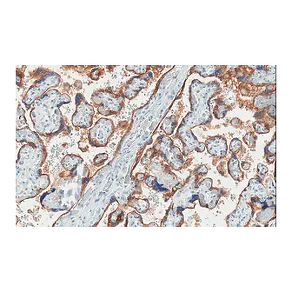 Merck Anti-EGFR Antibody, clone 11E19, ZooMAb Rabbit Monoclonal