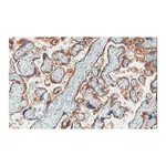 Merck Anti-EGFR Antibody, clone 11E19, ZooMAb Rabbit Monoclonal