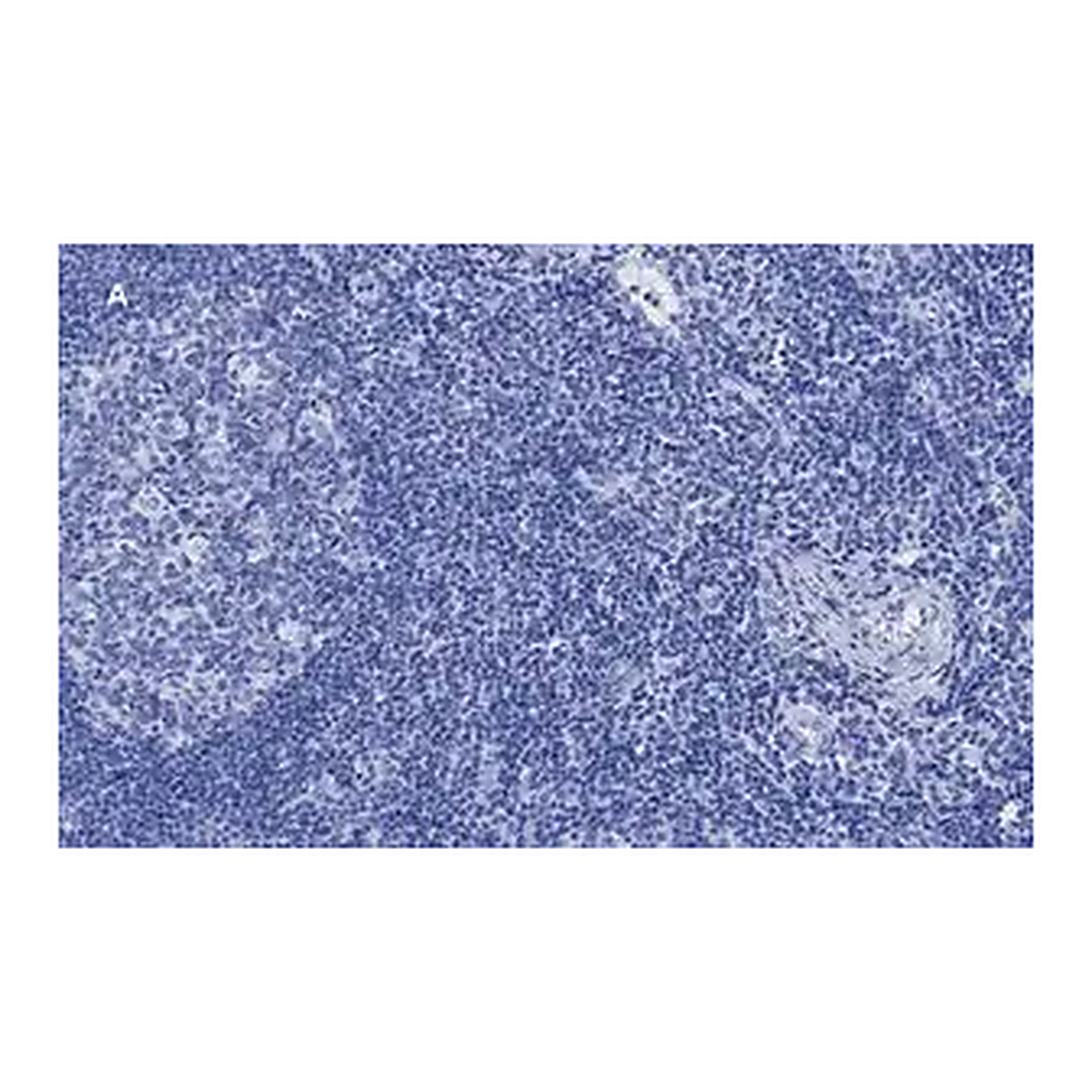 Merck Anti-CD8a Antibody, clone 1B19, ZooMAb Rabbit Monoclonal