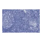 Merck Anti-CD8a Antibody, clone 1B19, ZooMAb Rabbit Monoclonal