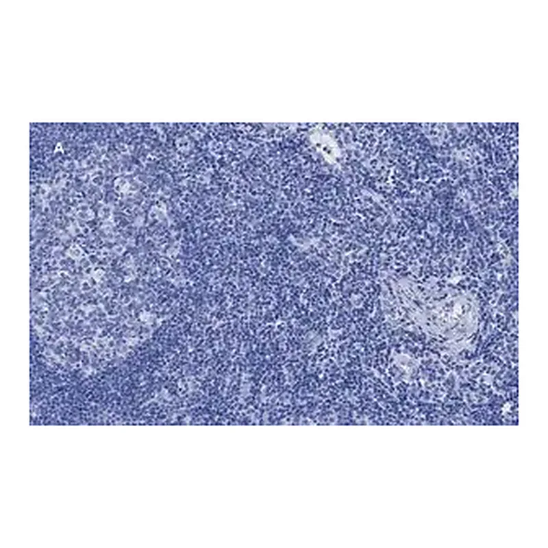 Merck Anti-CD8a Antibody, clone 1B19, ZooMAb Rabbit Monoclonal