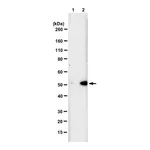 Merck Anti-N3-Phosphohistidine (3-pHis) Antibody, clone SC39-6, ZooMAb Rabbit Monoclonal