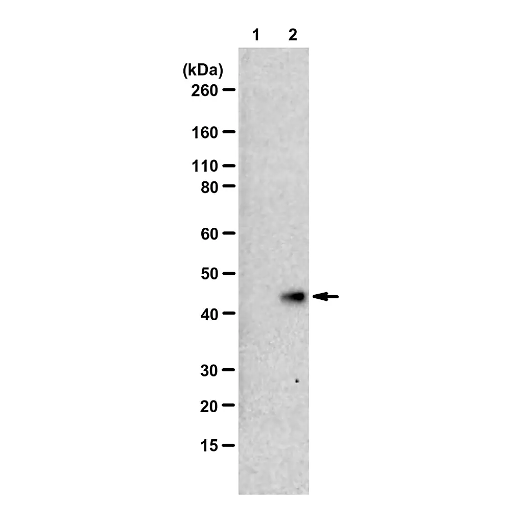 Merck Anti-N1-Phosphohistidine (1-pHis) Antibody, clone SC50-3, ZooMAb Rabbit Monoclonal