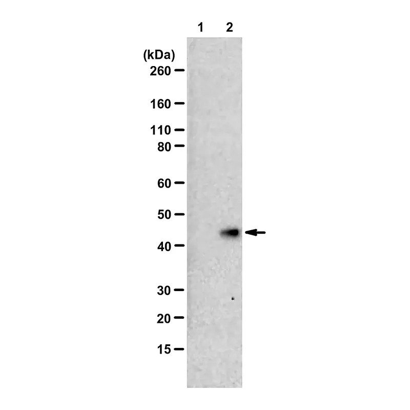 Merck Anti-N1-Phosphohistidine (1-pHis) Antibody, clone SC50-3, ZooMAb Rabbit Monoclonal