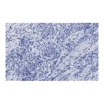 Merck Anti-CTCF antibody, clone 1B18, ZooMAb Rabbit monoclonal
