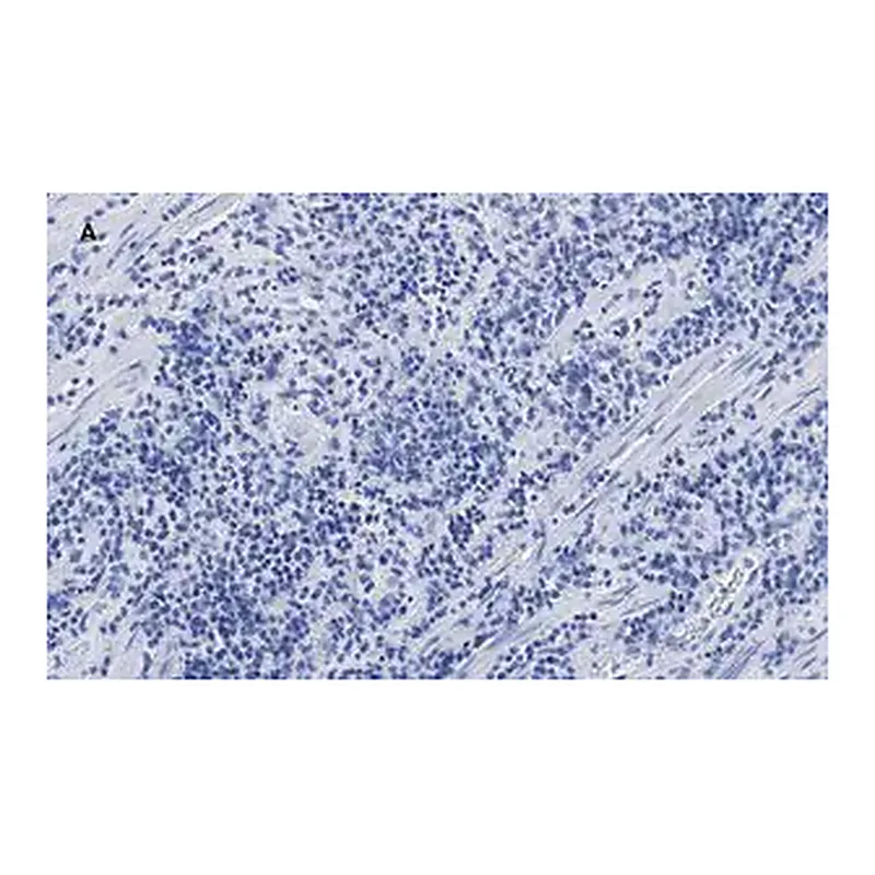 Merck Anti-CTCF antibody, clone 1B18, ZooMAb Rabbit monoclonal