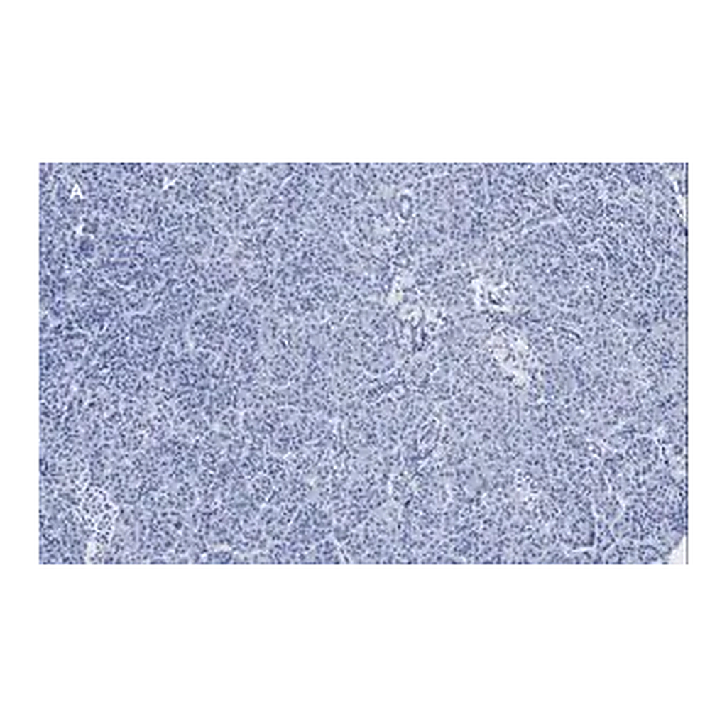 Merck Anti-Pancreatic Polypeptide Antibody, clone 3H5, ZooMAb Rabbit Monoclonal