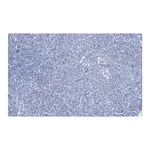 Merck Anti-Pancreatic Polypeptide Antibody, clone 3H5, ZooMAb Rabbit Monoclonal