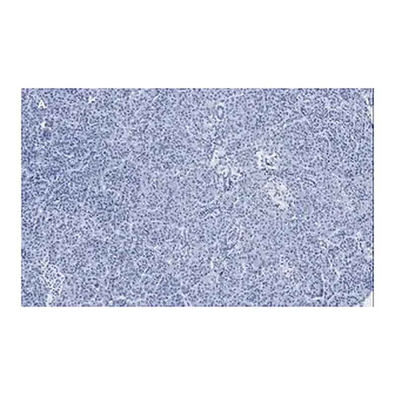 Merck Anti-Pancreatic Polypeptide Antibody, clone 3H5, ZooMAb Rabbit Monoclonal